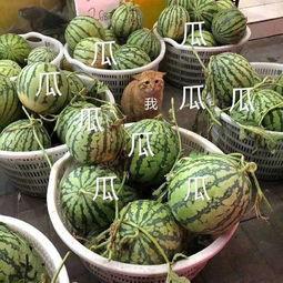 娱乐吃瓜种类,盘点热门事件，揭秘明星幕后故事